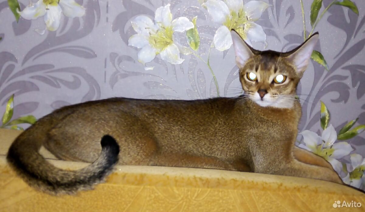 Абиссинская кошка купить на Зозу.ру - фотография № 1