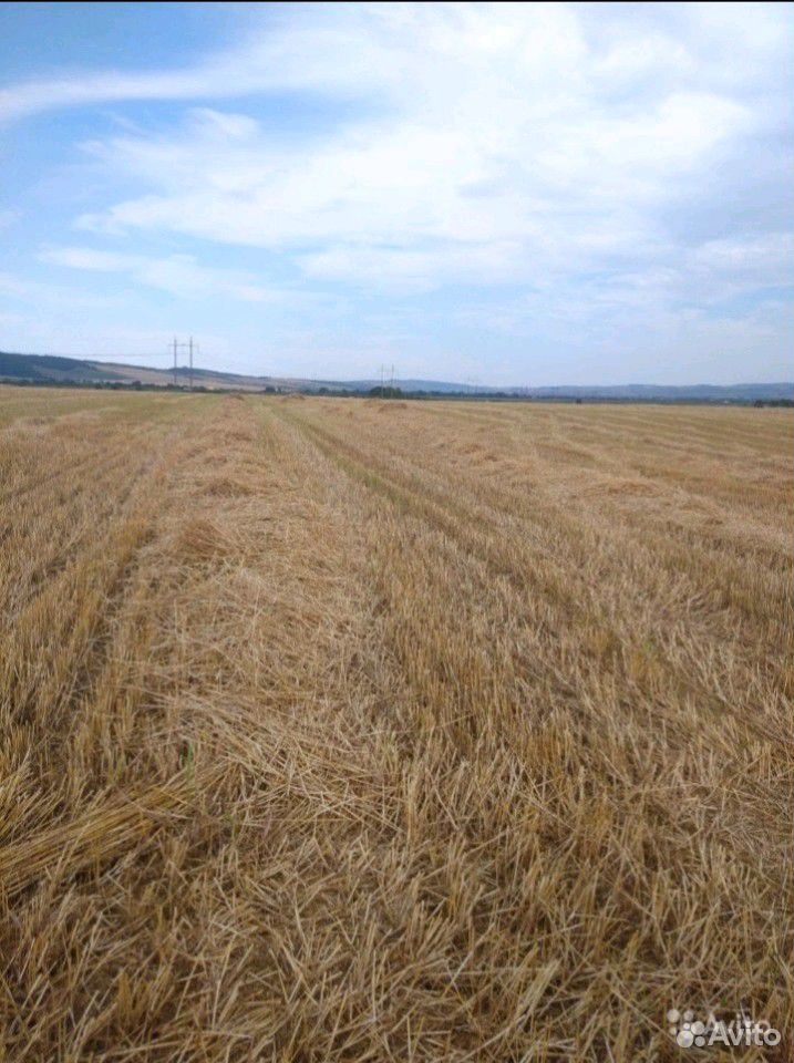 Солома пшеничный зелёны купить на Зозу.ру - фотография № 2