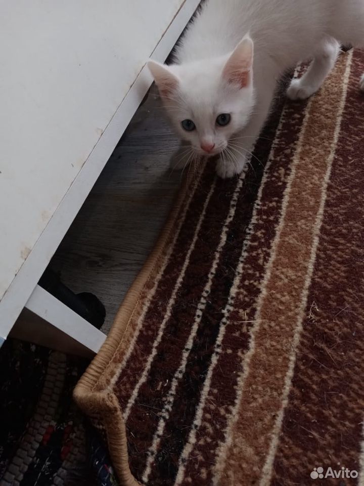 Котёнок белый с голубыми глазами купить на Зозу.ру - фотография № 1
