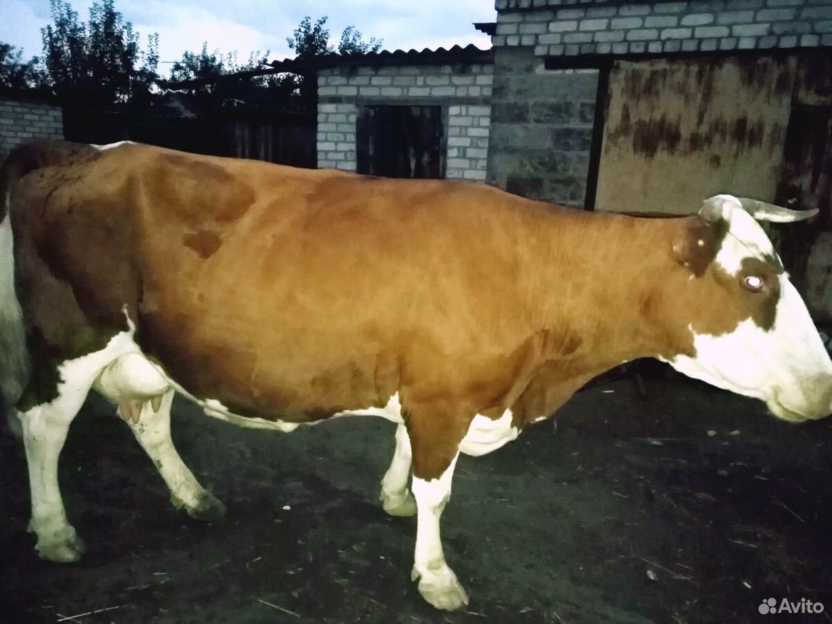 Красные степные коровы купить на Зозу.ру - фотография № 2