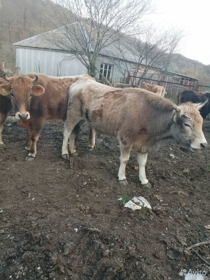 Продаю коров, телят, бычков, баранов купить на Зозу.ру - фотография № 4