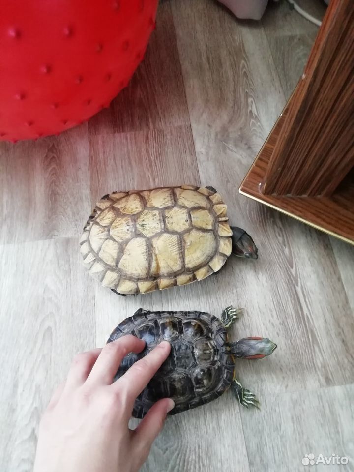 Черепахи купить на Зозу.ру - фотография № 6