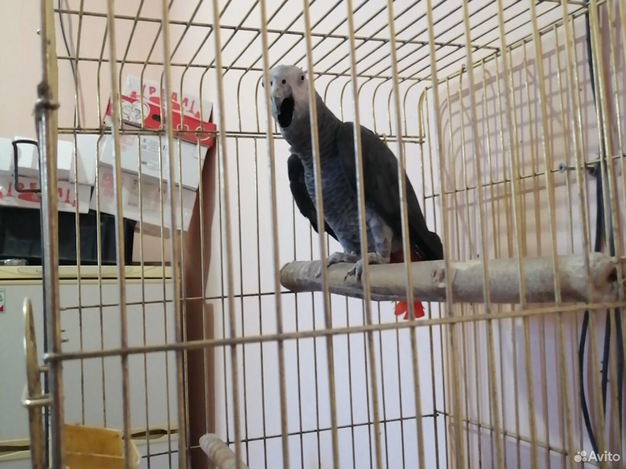 Серый попугай купить на Зозу.ру - фотография № 2