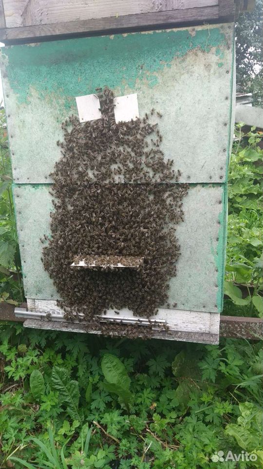 Отводки пчёл купить на Зозу.ру - фотография № 1