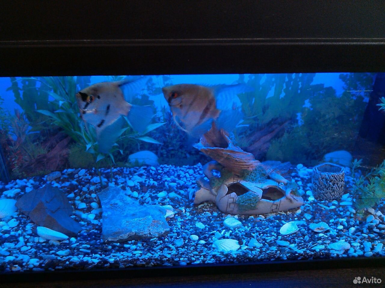 Немецкий аквариум Juwel 110 L Рыбы+декор+фильтр+ купить на Зозу.ру - фотография № 8