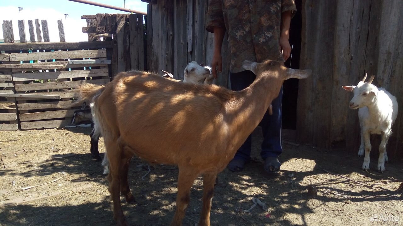 Молочные козы и козлята от молочных коз купить на Зозу.ру - фотография № 8