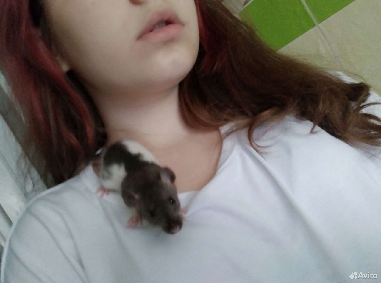 Крыса 1 месяц купить на Зозу.ру - фотография № 2