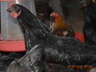 Цыплята и петухи :брамы,моск.черная,несушки помесь объявление продам