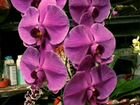 Хойи, орхидеи фаленопсис объявление продам