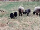 Романовские овцы, мясо объявление продам