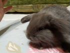 Вислоухие и другие породистые кролики объявление продам