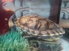 Черепаха красноухая взрослая объявление продам