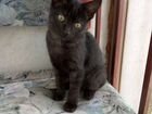 Котёнок чёрный полосатик объявление продам