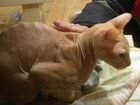 Кот породы Сфинкс объявление продам