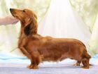 Подрощенный щенок таксы длинник миниатюрной объявление продам