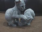 Котята породы сфинкс объявление продам
