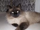 Котята Тайской голубой и Невской Маскародной объявление продам