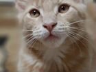 Котёнок породы Мэйнкун объявление продам