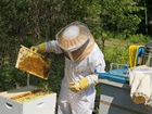 Пчелы с ульями 10 штук объявление продам
