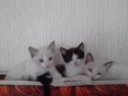 Троя маленьких сиамских котят объявление продам