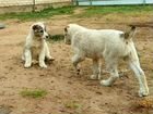 Щенки среднеазиатской овчарки, Алабай объявление продам