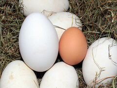 Гусинные яйца на инкубацию