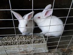 Кролики в Берёзовском