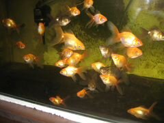 Золотые рыбки