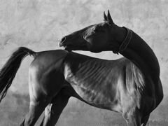 Ахалтекинская скаковая лошадь-кобыла