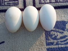 Инкубационное яицо гусей
