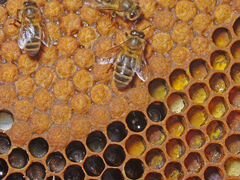 Пчёлы семьи, пчелы пакеты