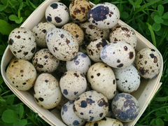 Яйца перепелиные домашние диетические