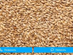 Зерно, пшеница, ячмень отруби