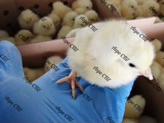 Суточный цыпленок бройлер