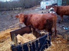 Корова стельная, 4 отелом телится в марте