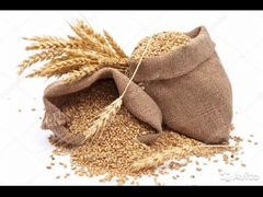 Пшеница (зерно)