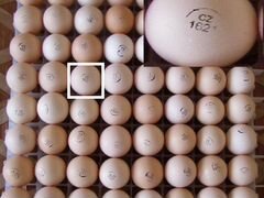 Инкубационное яйцо Европы,Канады,России