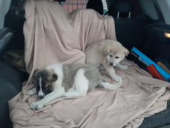 Нашлись два маленьких щенка