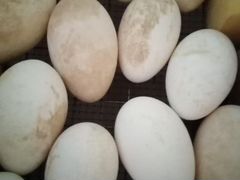 Яйца гусиные для вывода