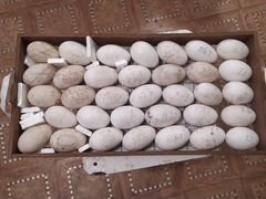 Домашние инкубационные гусиные яйца,суточные гуси