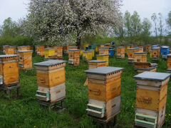 10 семей пчел