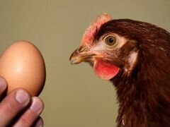 Яйца от свободных кур