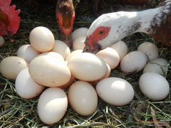 Инкубационное яйцо домашних индоуток