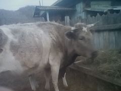 Корову с телочкой.корову дойную