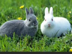 Двухмесячные крольчата