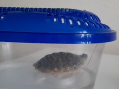 Черепаха красноухая с контейнером