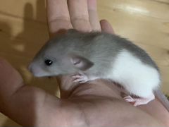 Крысята серый капюшон Дамбо