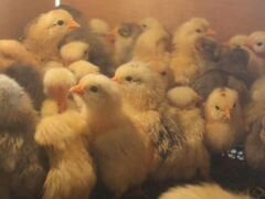 Продажа цыплят от домашней несушки