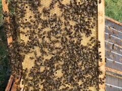 Пчёлы семьи Элгон