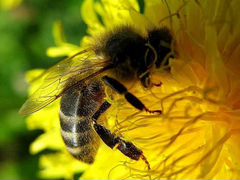 Пчелы Пчелосемьи Рас плод от бруска до бруска